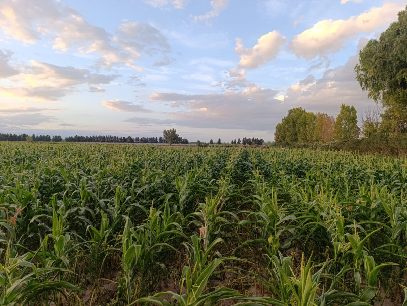 imagen La Facultad de Ciencias Agrarias se integra a la Regional Mendoza de AAPRESID