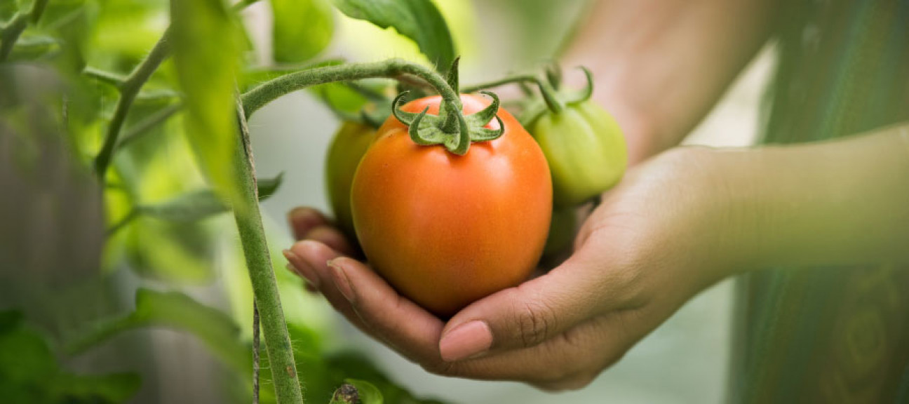 imagen Convocan a estudiantes de agronomía para participar en prácticas profesionales