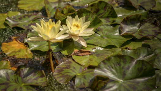imagen Llamado a cobertura de cargo interino de la Cátedra de Botánica Agrícola