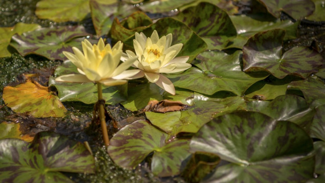 imagen Llamado a cobertura de cargo interino de la Cátedra de Botánica Agrícola