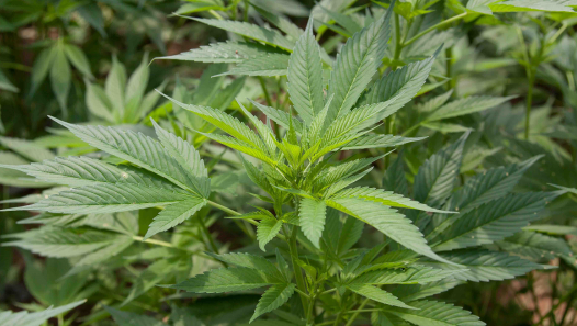 imagen Diplomado en Cultivo de Cannabis Sativa