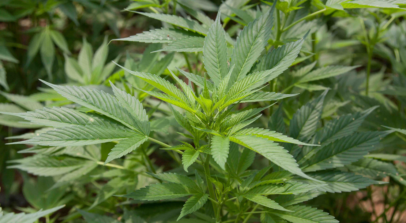 imagen Diplomado en Cultivo de Cannabis Sativa