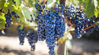 imagen Viticultura General - Maestría en Viticultura y Enología