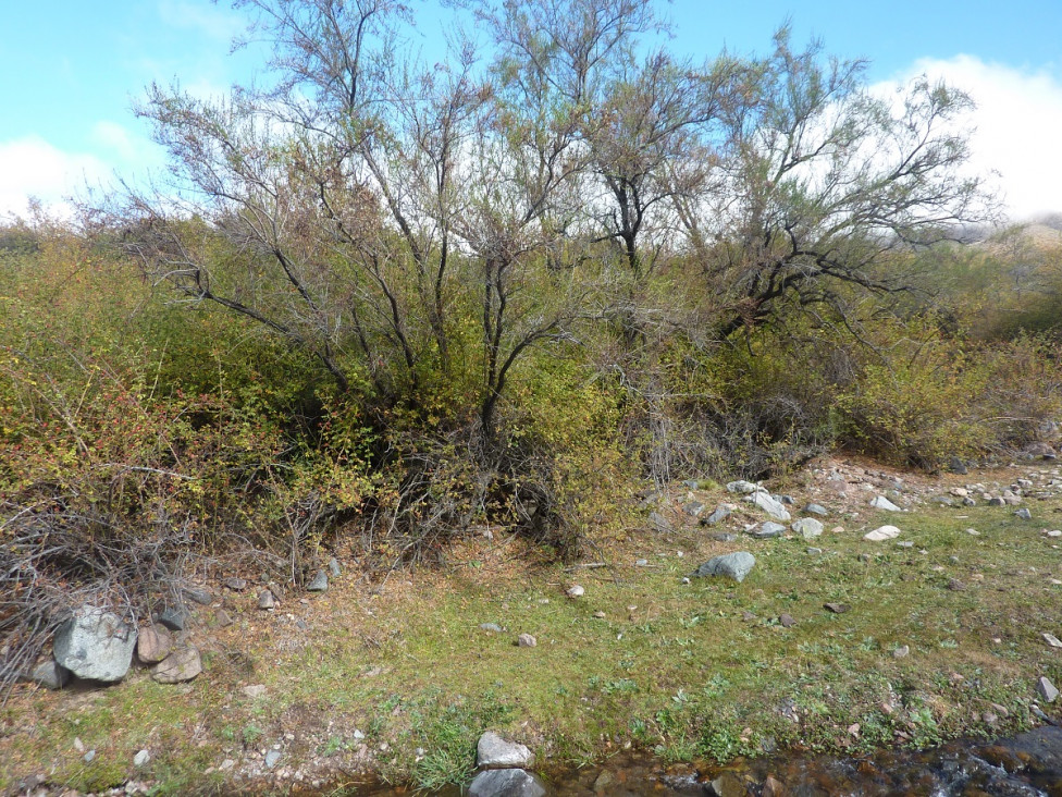 imagen Ciencias Agrarias restaurará especies nativas en Alta Montaña y el Sur provincial