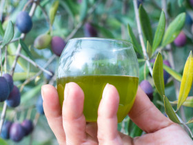 Aceite de oliva mendocino: el aporte de la UNCuyo para alcanzar la Indicación Geográfica