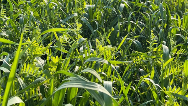 imagen Inscriben a la electiva "Sistemas de producción de granos – Cultivos de servicios" de la Cátedra Agricultura Especial