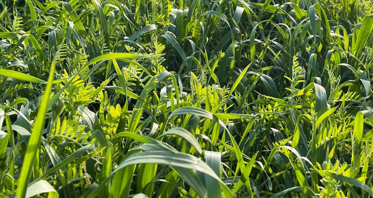 imagen Inscriben a la electiva "Sistemas de producción de granos – Cultivos de servicios" de la Cátedra Agricultura Especial