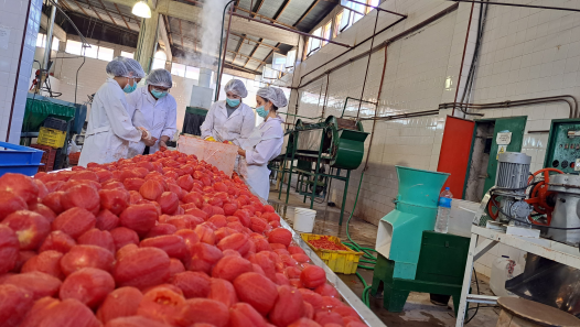 imagen Inscriben al Curso-Taller de "Elaboración de Productos Frutihortícolas con Valor Agregado: Conservas de Tomate"