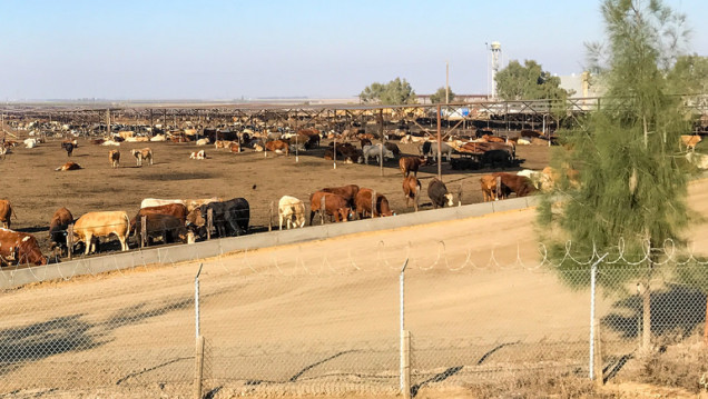 imagen Especialista disertará sobre patologías en engorde de bovinos a corral