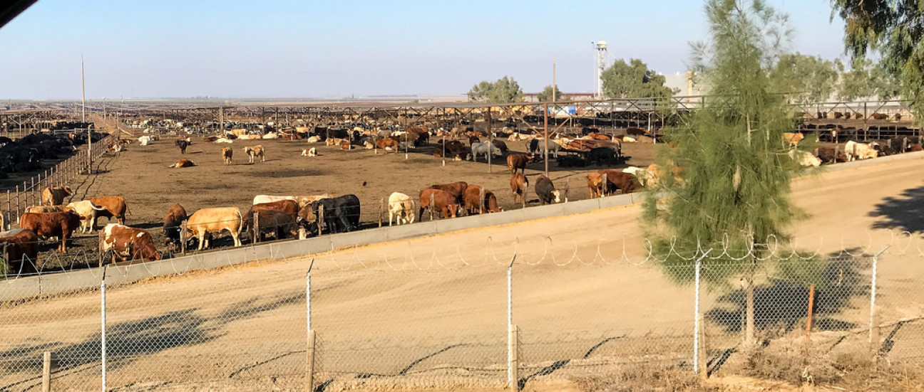 imagen Especialista disertará sobre patologías en engorde de bovinos a corral