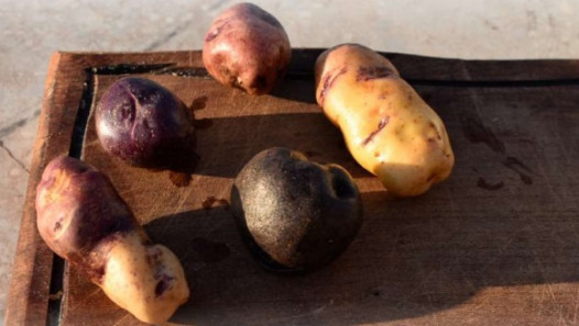 imagen Convocan a estudiantes de Agrarias para acceder a cupos en "Habemus Papas II"