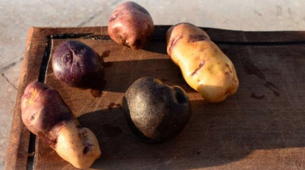 imagen Convocan a estudiantes de Agrarias para acceder a cupos en "Habemus Papas II"