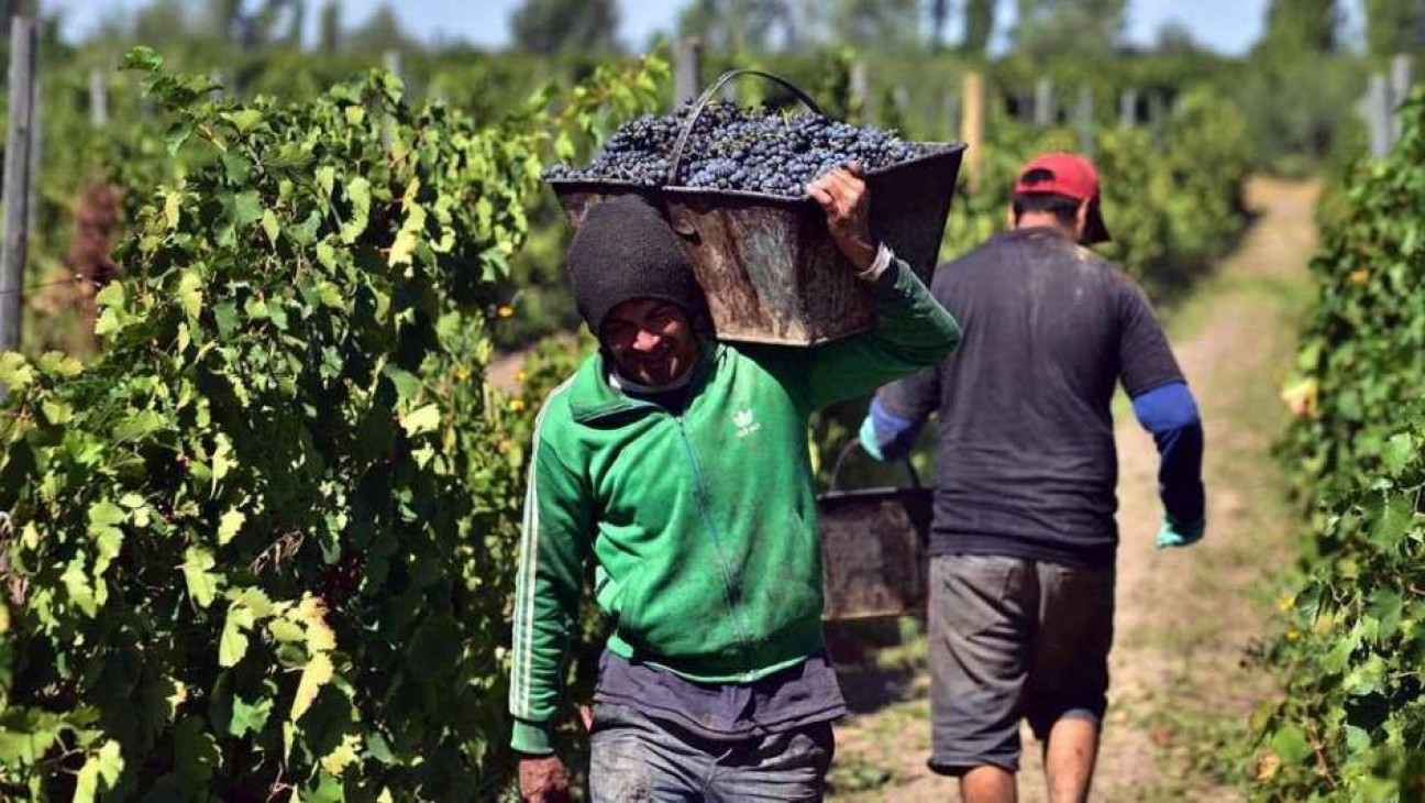 imagen Agrarias celebra el Día del Trabajador Vitivinícola