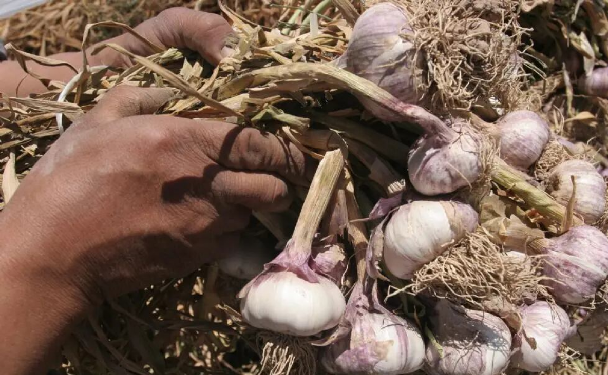 imagen Convocan estudiantes para desarrollar Actividades Prácticas Esenciales en cultivo de ajo