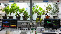 imagen Fisiología Vegetal
