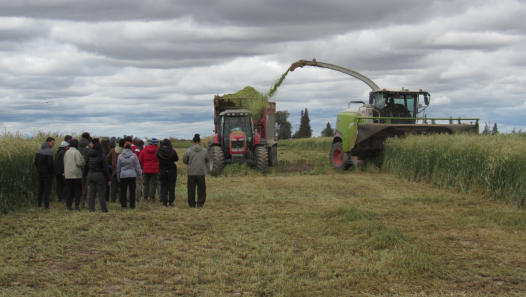 imagen Llamado a cobertura de cargo efectivo de la Cátedra de Agricultura Especial