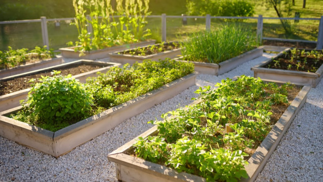 imagen Inscriben a una nueva edición del curso "Huerta sustentable para autoconsumo"
