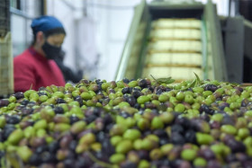 La fábrica de aceite de oliva de Ciencias Agrarias entre las mejores del mundo