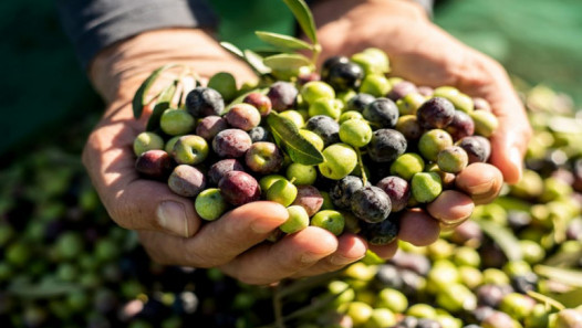 imagen Convocan a estudiantes de Ciencias Agrarias para Pasantías Rentadas en Olivícola Molua