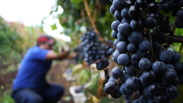 imagen Conferencia Carmenère: La cepa emblemática y la tradición del pisco en las zonas  vitivinícolas de Chile