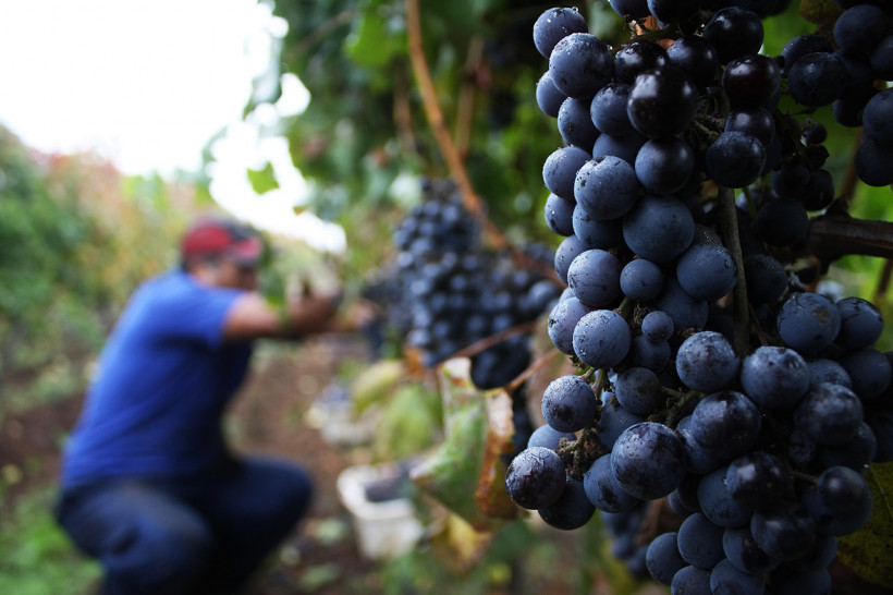 imagen Conferencia Carmenère: La cepa emblemática y la tradición del pisco en las zonas  vitivinícolas de Chile