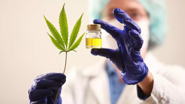 imagen Convocan a estudiantes de Agronomía para acceder a becas de la segunda cohorte de formación en Cannabis Sativa