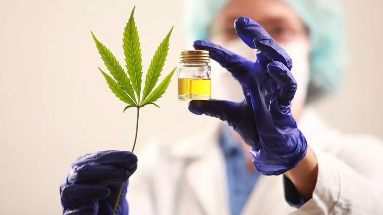 imagen Convocan a estudiantes de Agronomía para acceder a becas de la segunda cohorte de formación en Cannabis Sativa