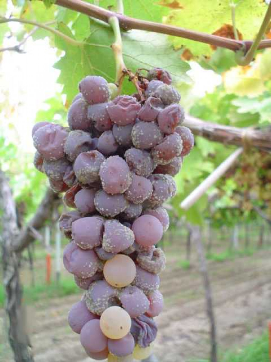imagen Sanidad del Viñedo