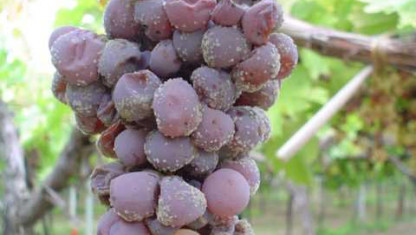 imagen Sanidad del Viñedo