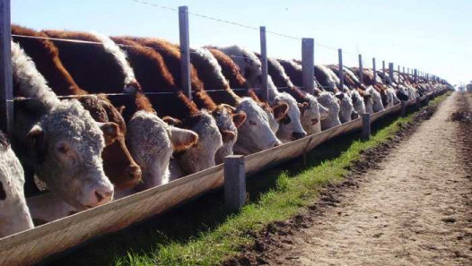 imagen Llamado a cobertura de cargos interinos de la Cátedra de Zootecnia y Granja