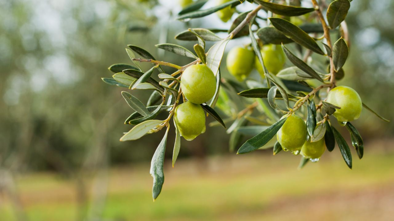 imagen Se realizará en California la "International Olive Sustainability Conference"