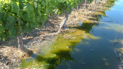 imagen Uso de Aguas Residuales en Agricultura - Maestría en Riego y Drenaje