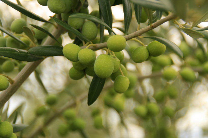 imagen Dictan curso de posgrado sobre modelos de cultivo en olivo