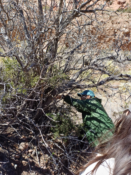imagen Se realizó  por cuarto año consecutivo la salida a campo de la materia electiva Recursos Forestales Nativos