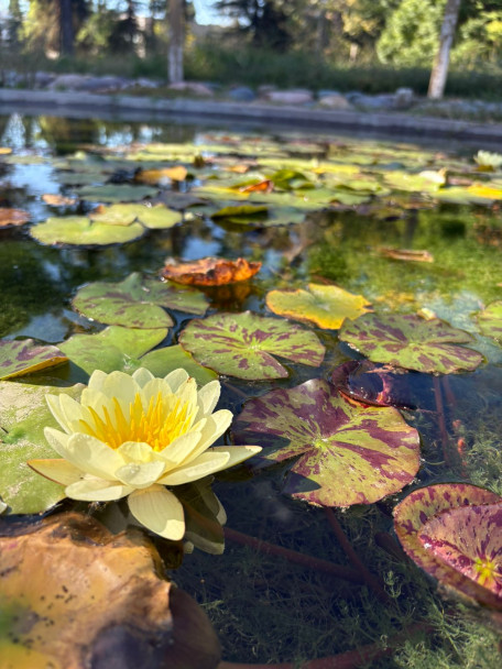 imagen Ciencia viva en Chacras de Coria: el valor educativo del jardín botánico de la provincia
