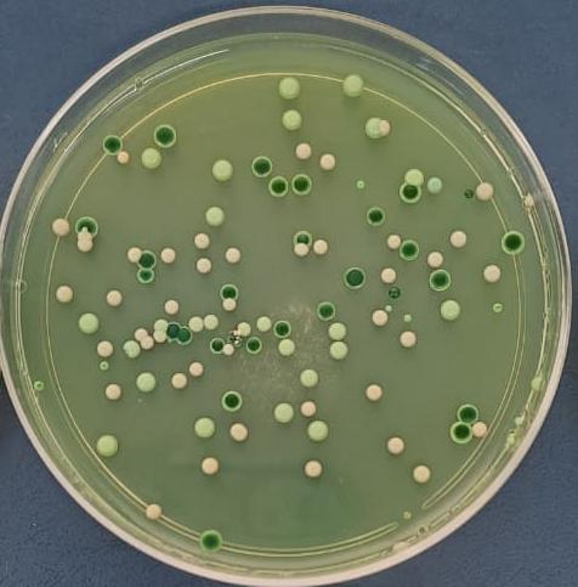 imagen Microbiología Enológica Avanzada - Especialización en Enología