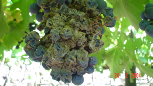 imagen Workshop internacional en la Facultad de Ciencias Agrarias