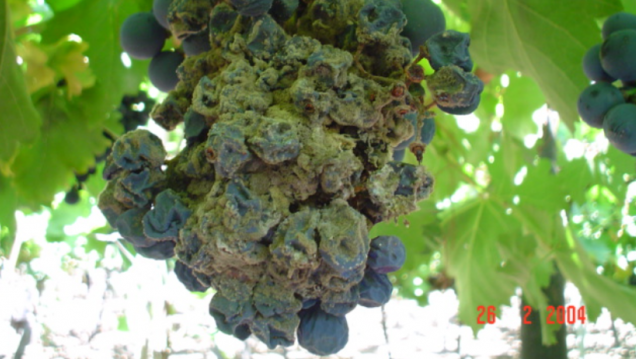 imagen Workshop internacional en la Facultad de Ciencias Agrarias