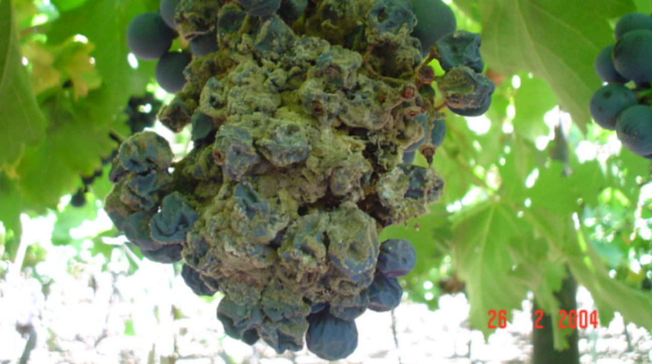 imagen Workshop internacional en la Facultad de Ciencias Agrarias