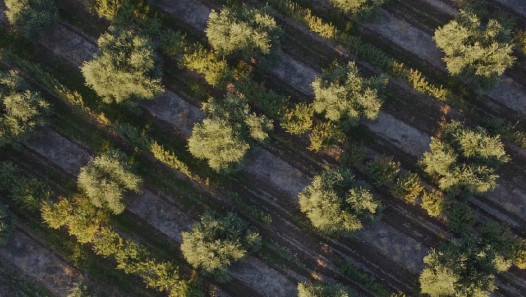 imagen La Facultad de Ciencias Agrarias invita a las I Jornadas Nacionales de Oleoturismo en Mendoza
