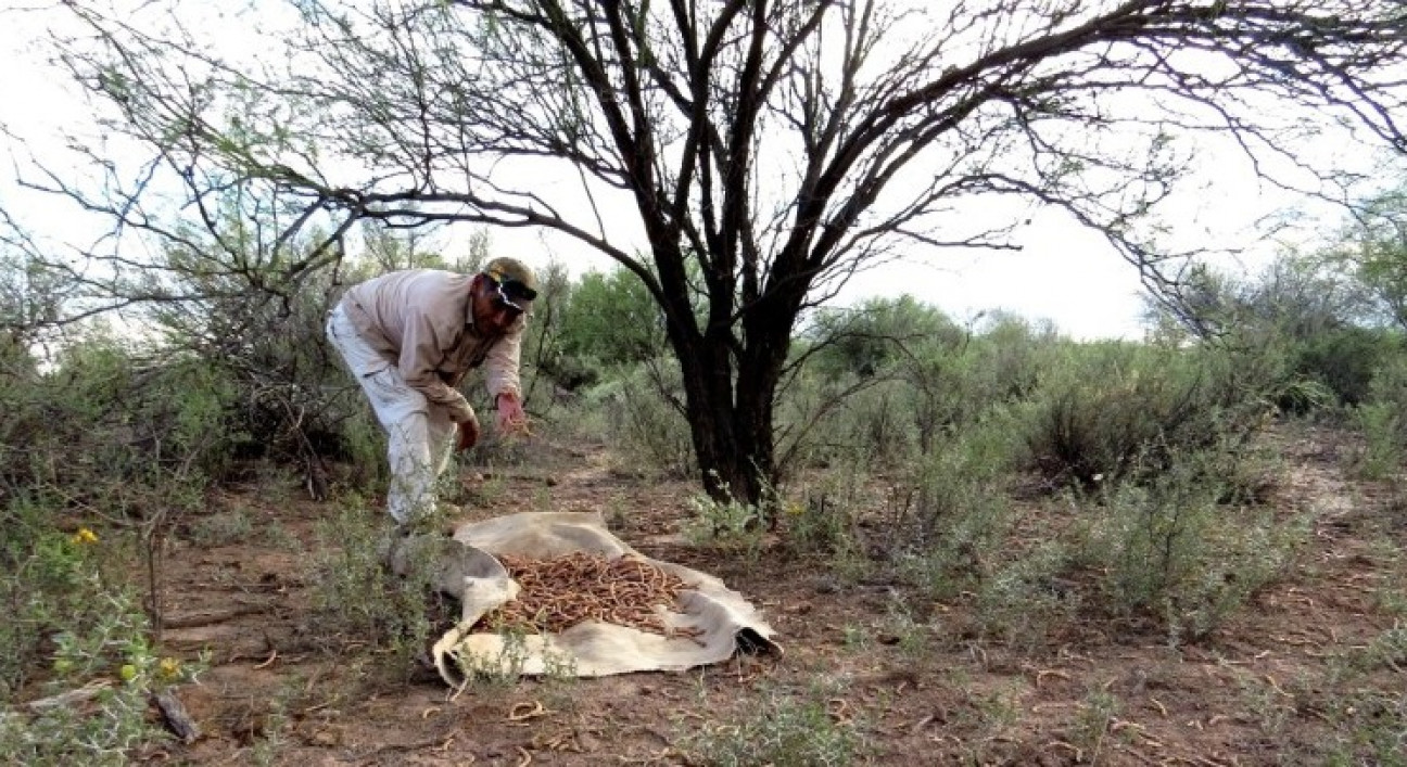 imagen La Cátedra de Dasonomía invita al cursado de optativa sobre Recursos Forestales Nativos