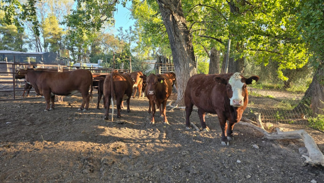 imagen Inscriben a la electiva "Bases teóricas y prácticas de inseminación artificial en bovinos" 2026