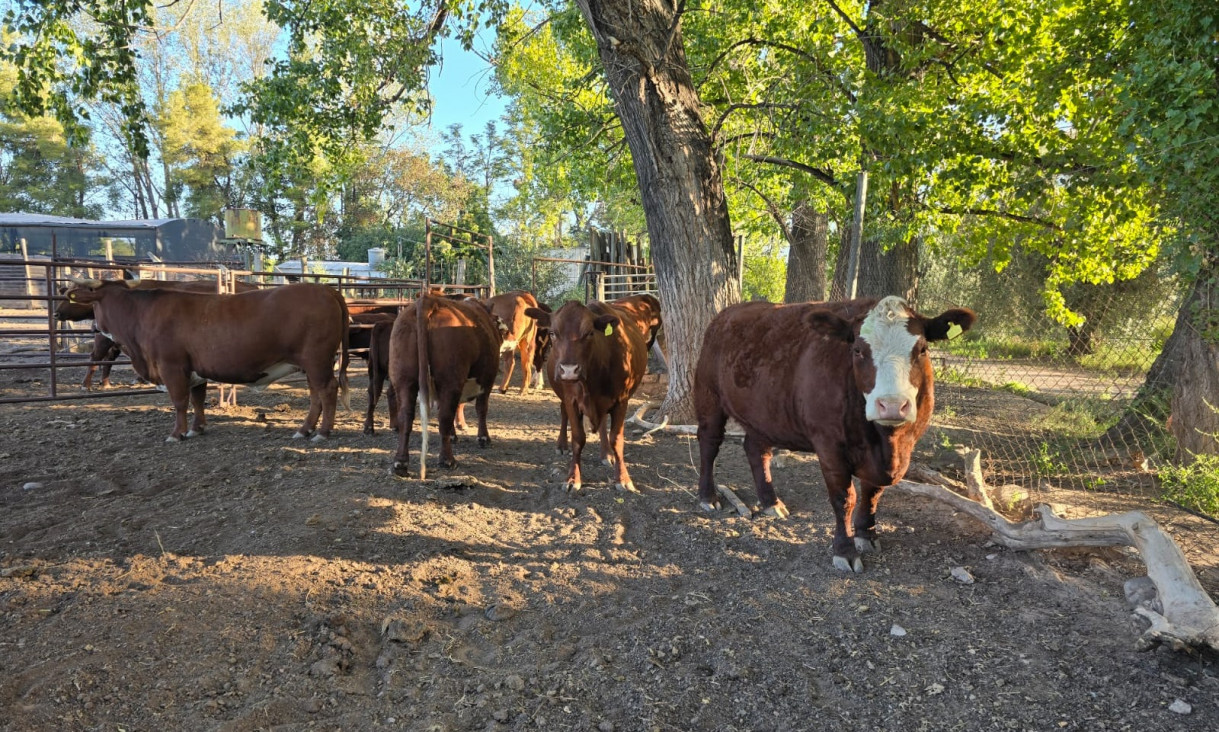 imagen Inscriben a la electiva "Bases teóricas y prácticas de inseminación artificial en bovinos" 2026