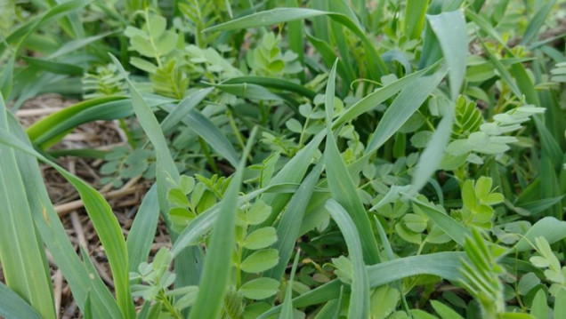 imagen Inscriben a la optativa "Sistemas de producción de granos – Cultivos de servicios" de la Cátedra Agricultura Especial