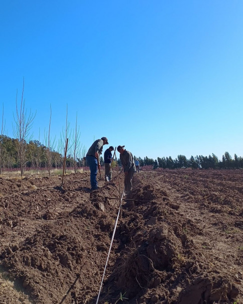 imagen Ciencias Agrarias y el INTA Junín unen fuerzas en pos de la innovación y la sostenibilidad de la producción forestal