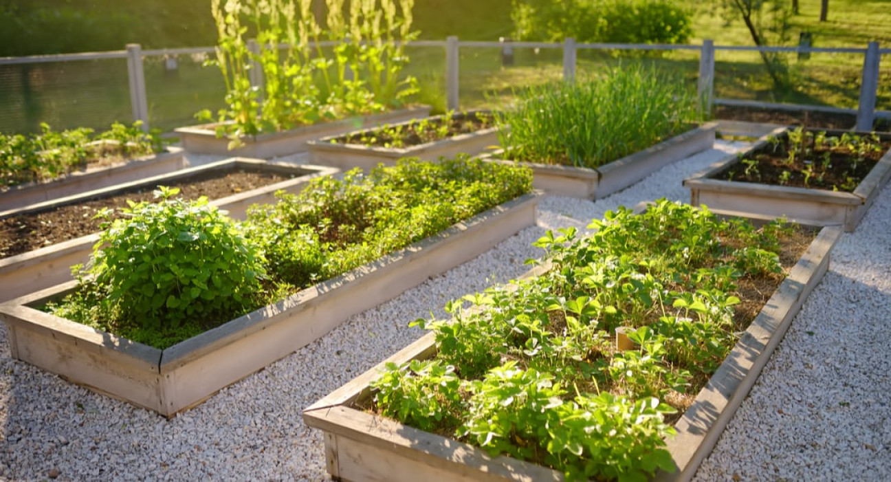 imagen Curso de Huerta Sustentable: diseño, planificación y armado