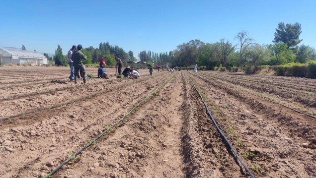 imagen Convocan estudiantes para desarrollar Actividades Prácticas Esenciales en cultivos hortícolas