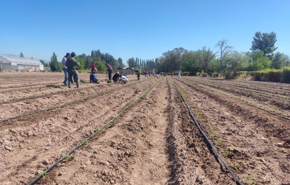 imagen Convocan estudiantes para desarrollar Actividades Prácticas Esenciales en cultivos hortícolas