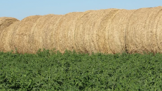 imagen Inscriben a la optativa "Sistemas de producción de forrajes" de la Cátedra Agricultura Especial