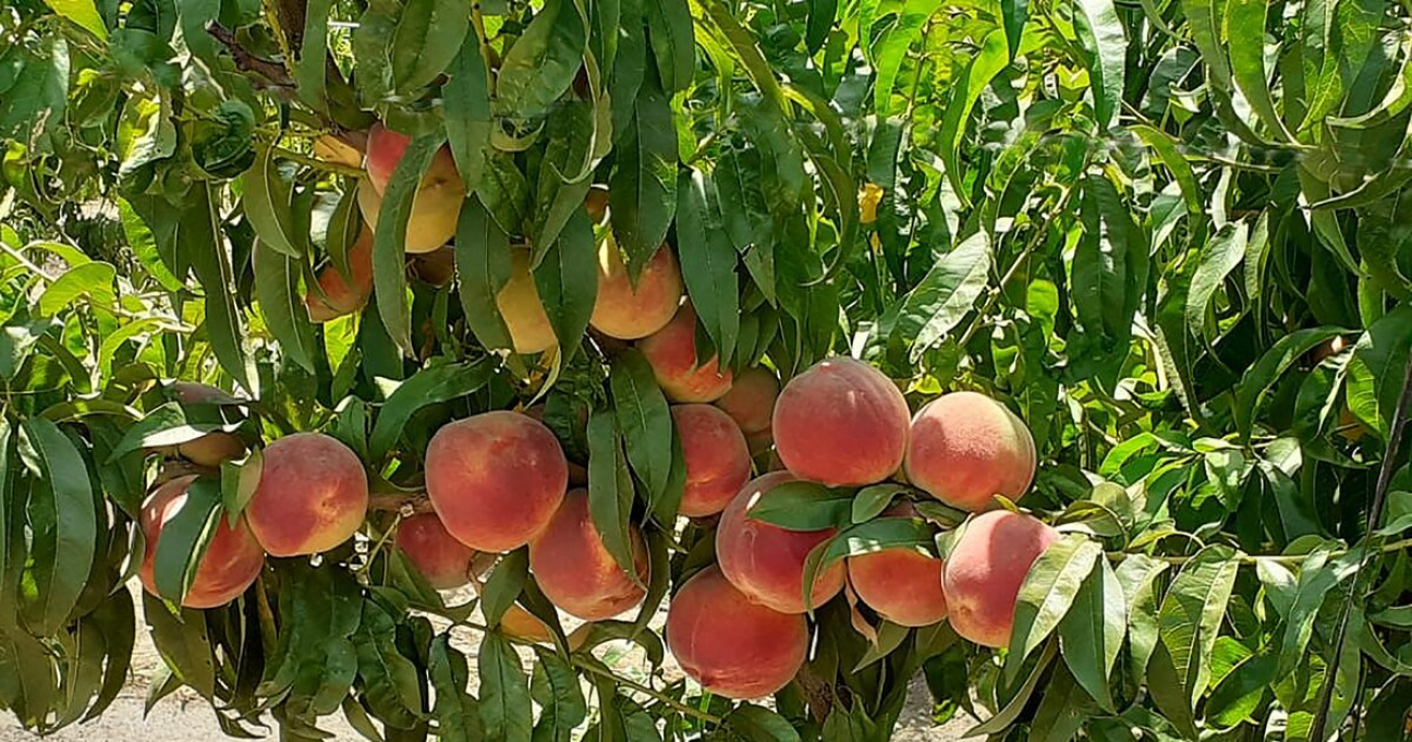 imagen Llamado a cobertura de cargos interinos de la Cátedra de Fruticultura